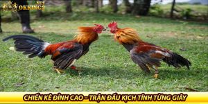 Chiến kê đỉnh cao – Trận đấu kịch tính từng giây
