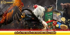 Đá gà tre nhỏ con nhưng máu chiến