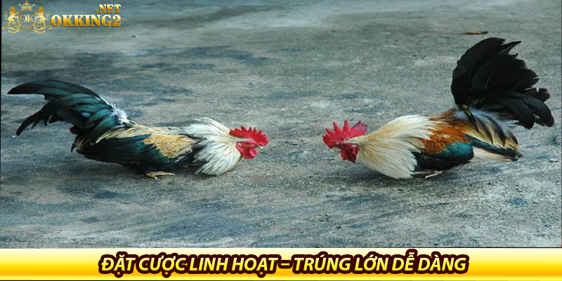 Đá Gà Okking – Cuồng Nhiệt Trên Màn Hình, Hồi Hộp Từng Giây 6 Đặt cược linh hoạt – Trúng lớn dễ dàng tại đá gà okking