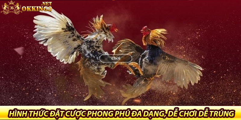 Đá Gà Tre Tại Okking – Sân Chơi Dành Cho Tín Đồ Gà Nhỏ 7 Hình thức đặt cược phong phú đa dạng, dễ chơi dễ trúng