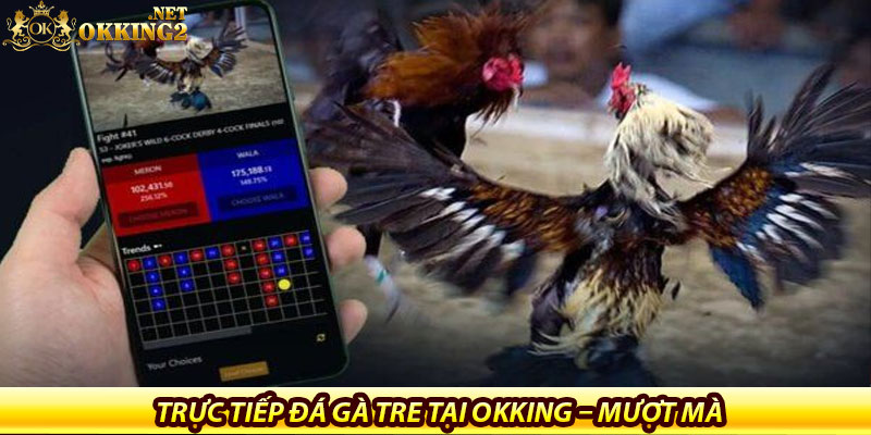 Đá Gà Tre Tại Okking – Sân Chơi Dành Cho Tín Đồ Gà Nhỏ 6 Trực tiếp đá gà tre tại Okking – Mượt mà, sống động như thật
